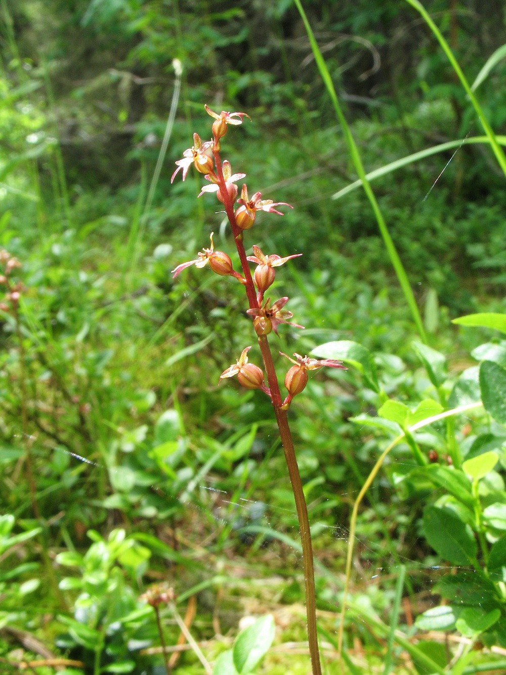 Изображение особи Listera cordata.