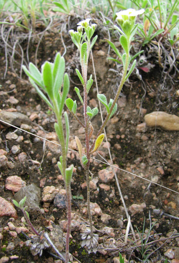 Изображение особи Stevenia alyssoides.