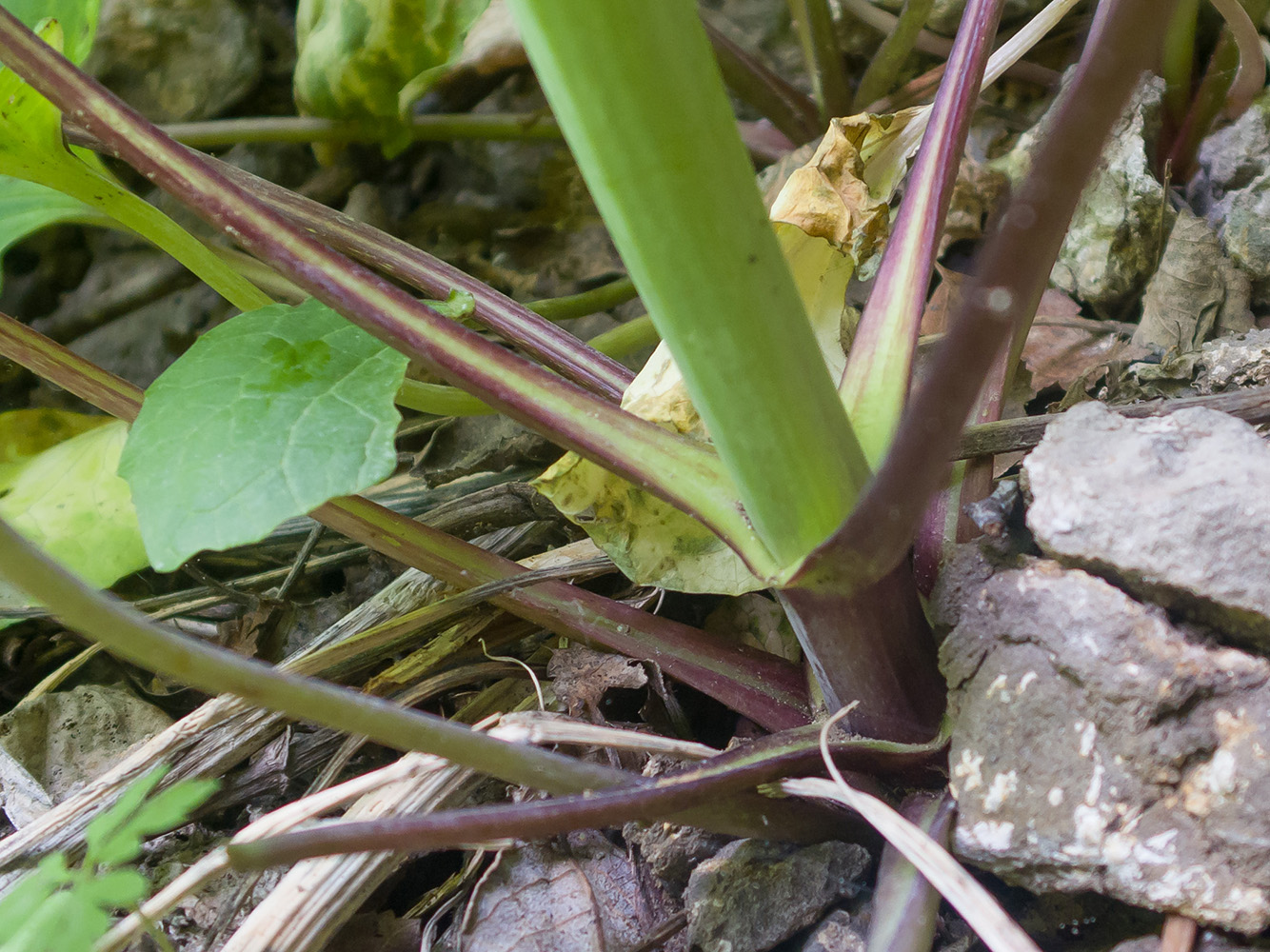 Изображение особи Valeriana alliariifolia.