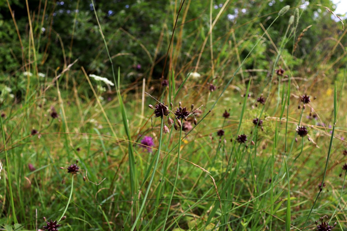 Image of Allium oleraceum specimen.