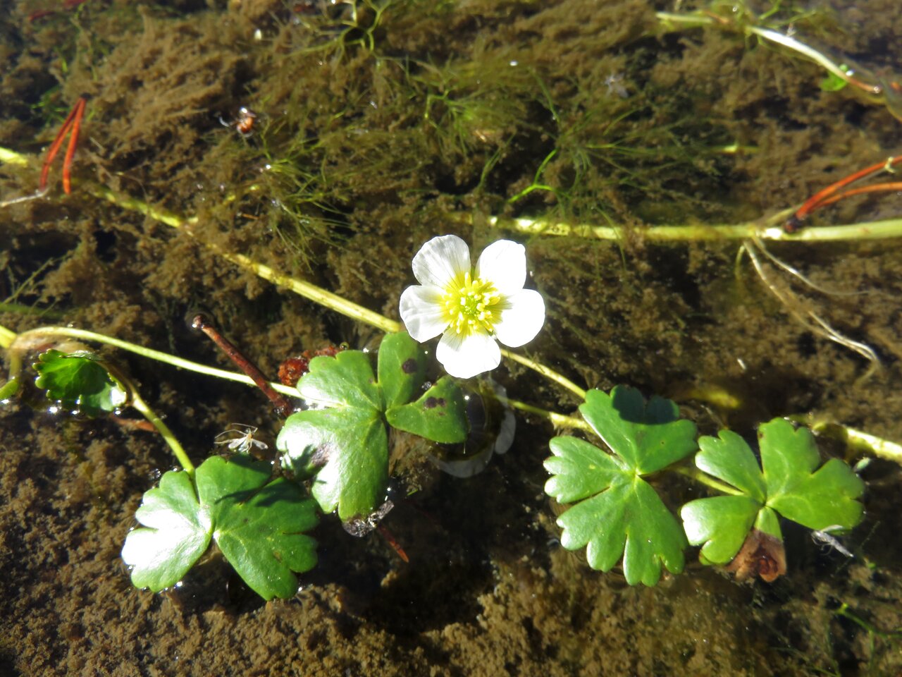 Изображение особи Ranunculus aquatilis.