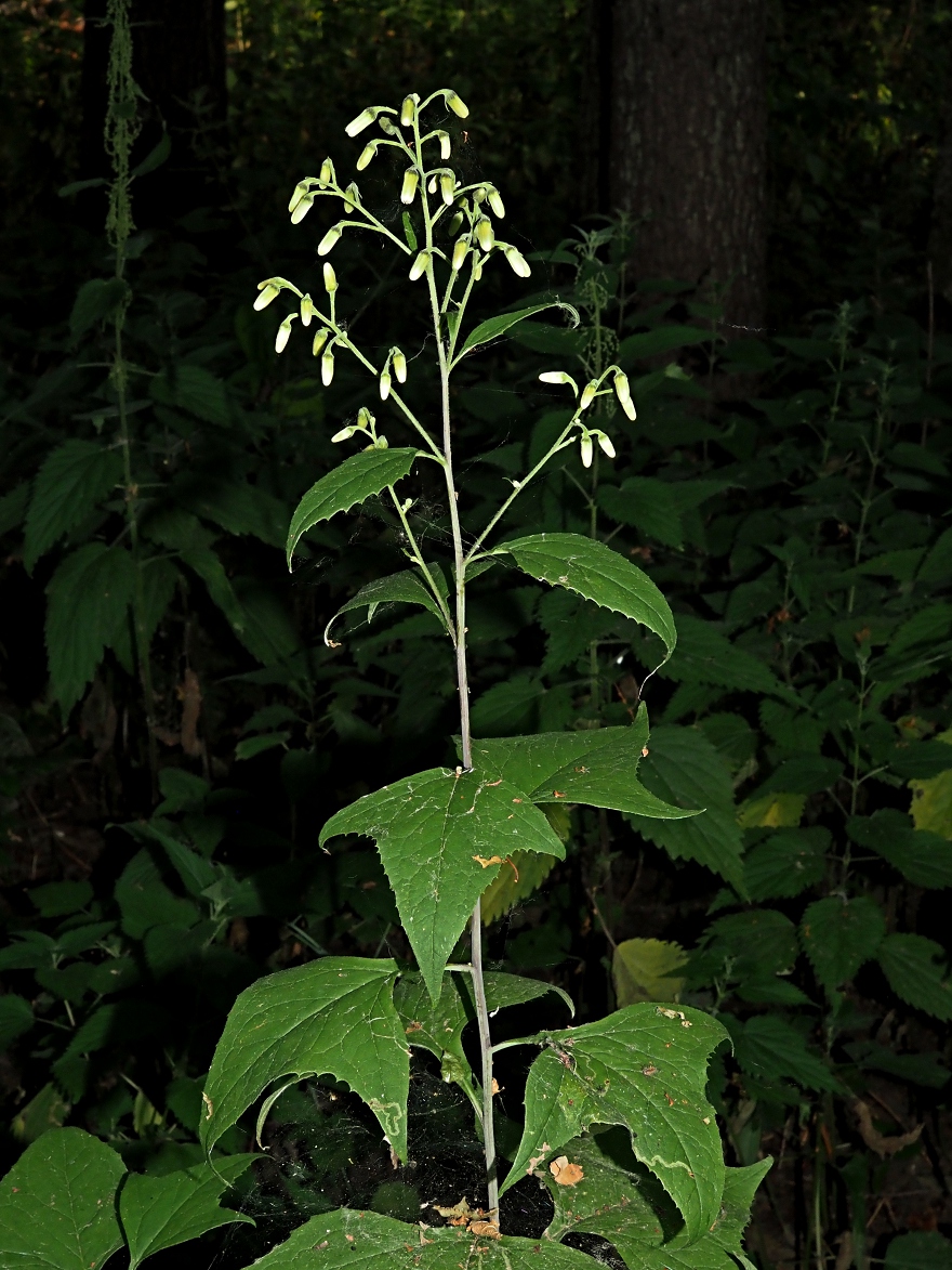 Image of Parasenecio hastatus specimen.