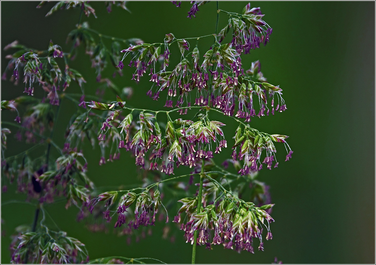 Image of Poa angustifolia specimen.