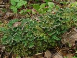 Peltigera aphthosa. Таллом на поросшей мхом гнилой древесине. Хабаровский край, окр. г. Комсомольск-на-Амуре, кедрово-широколиственный лес. 15.08.2024.