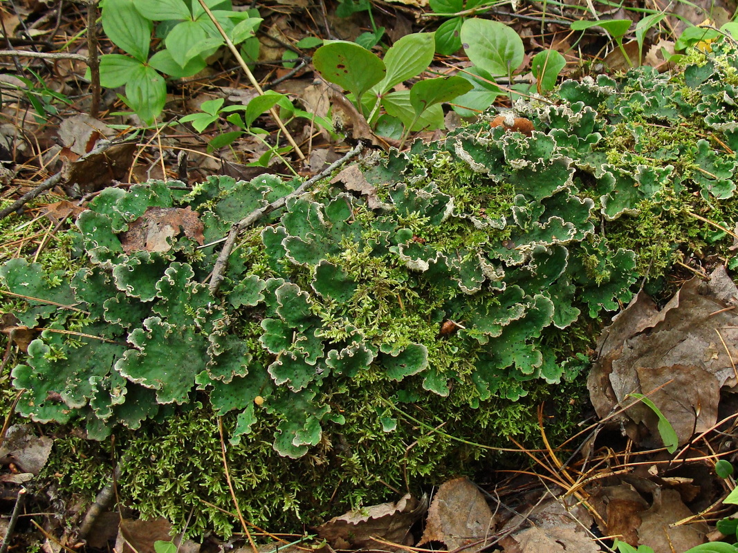 Image of Peltigera aphthosa specimen.