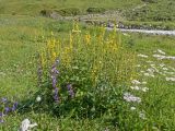 род Verbascum