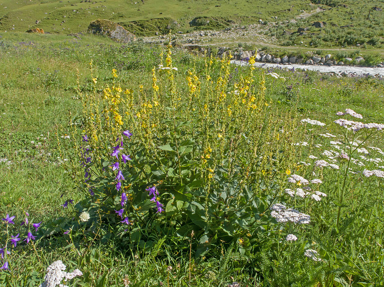 Изображение особи род Verbascum.