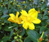 genus Hypericum. Соцветие и лист. Бельгия, пров. Эно, окр. Турне, г. Турне, озеленение. Август.