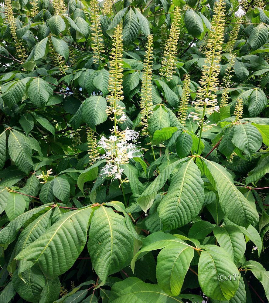 Изображение особи Aesculus parviflora.