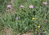 Aster serpentimontanus