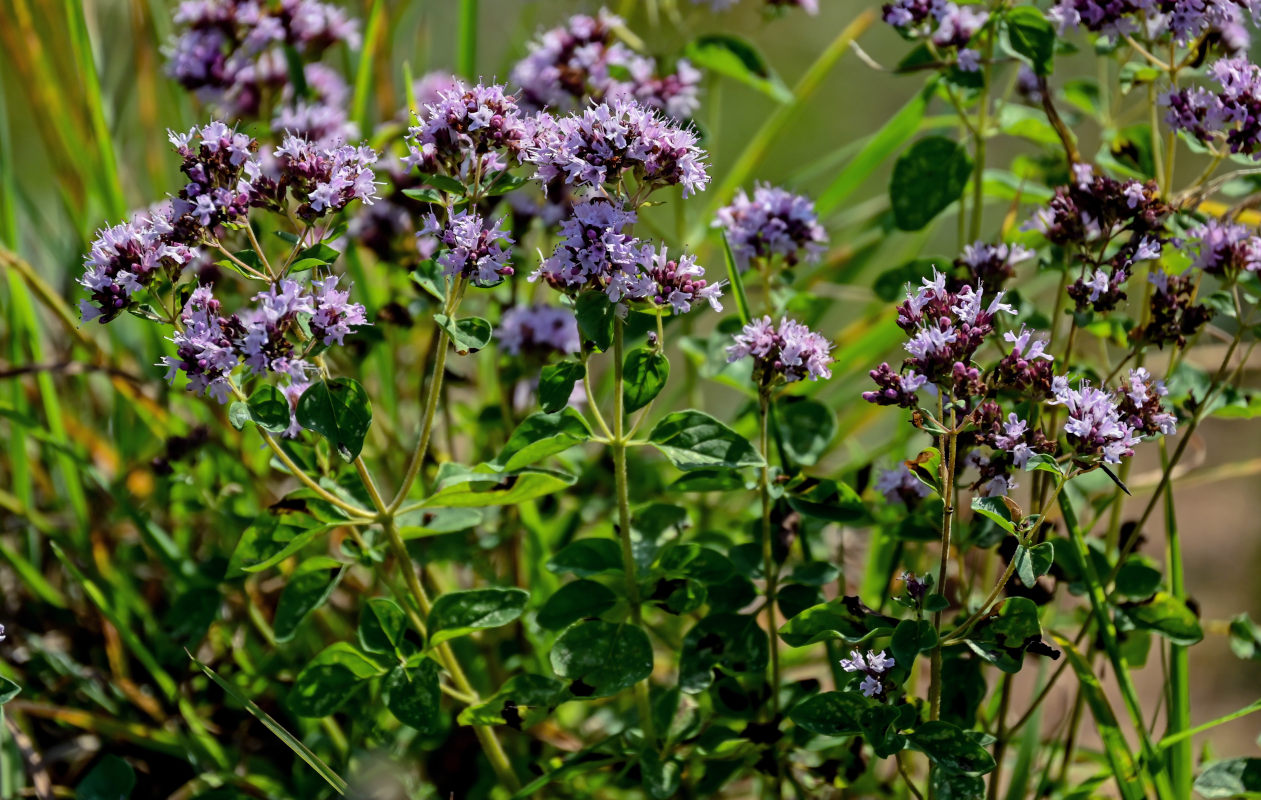 Image of Origanum vulgare specimen.