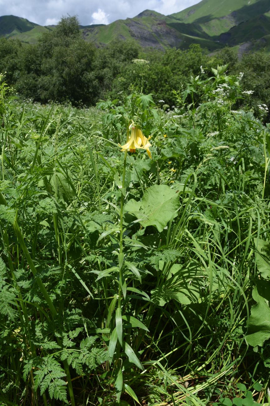 Image of genus Lilium specimen.