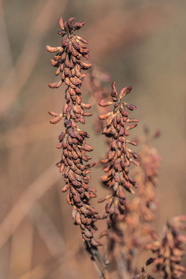 Image of Amorpha fruticosa specimen.