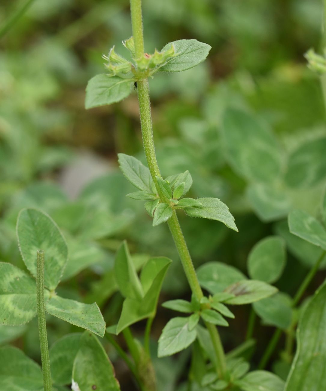 Изображение особи Ziziphora acinos.