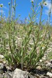 Leucanthemum ircutianum. Нижняя часть цветущего растения. Ленинградская обл., Волосовский р-н, окр. дер. Донцо, склон невысокого холма, замшелый злаково-разнотравный суходольный луг на карбонатной почве. 22.06.2024.