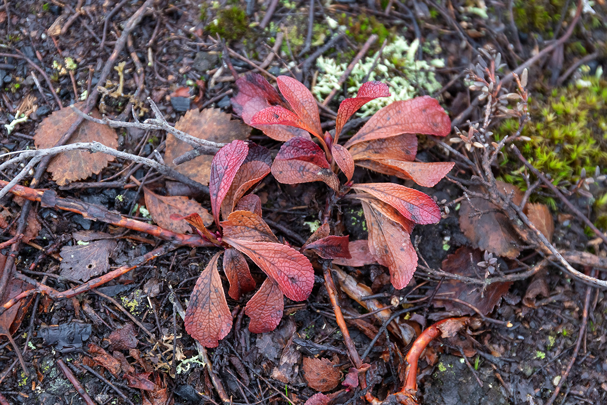 Image of Arctous alpina specimen.