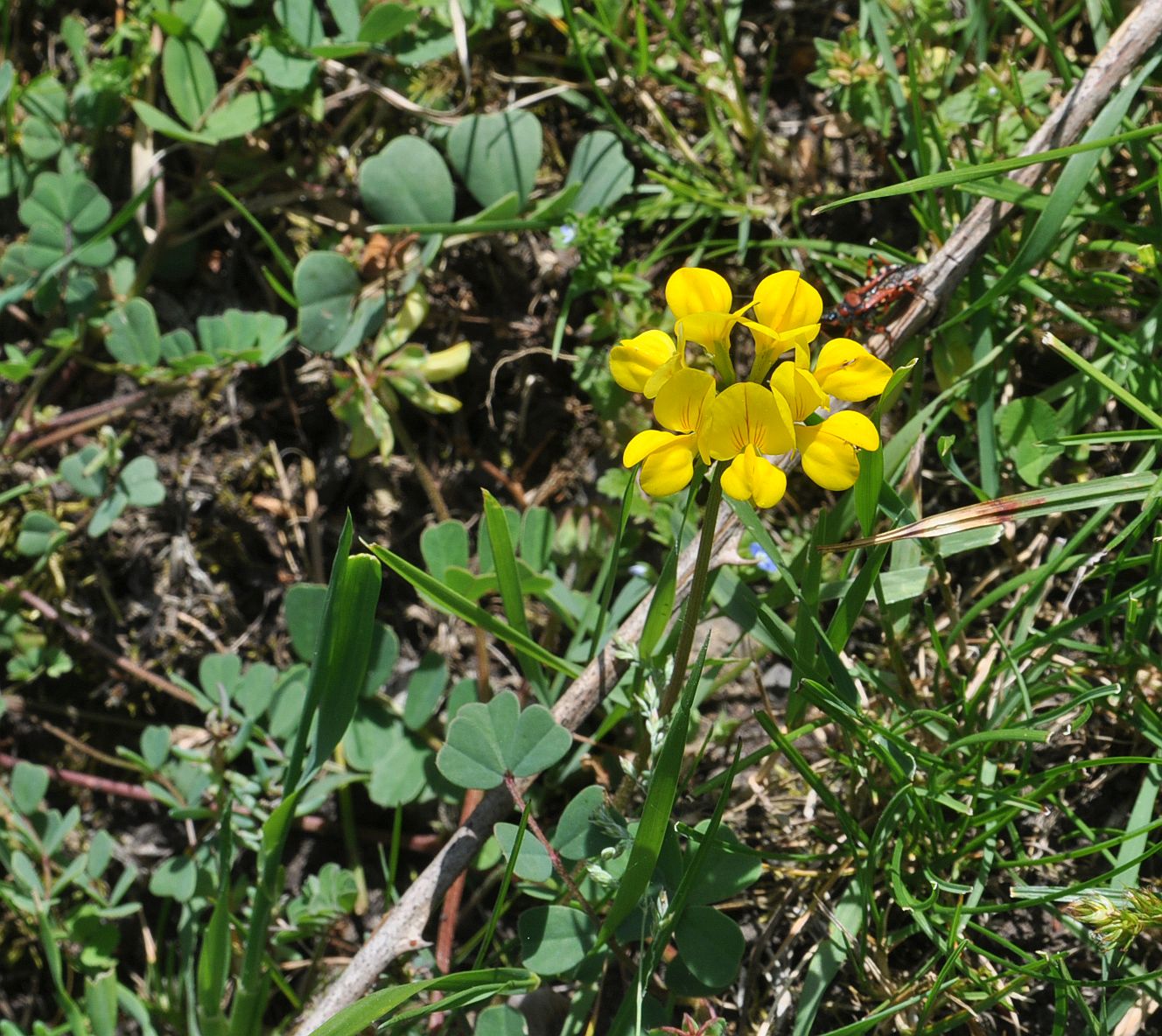 Image of Unknown species specimen.