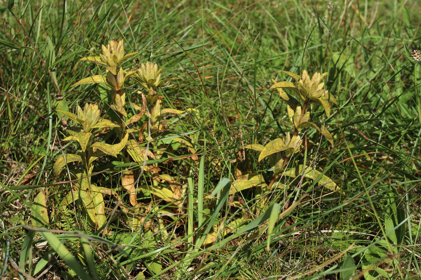 Image of Gentiana cruciata specimen.