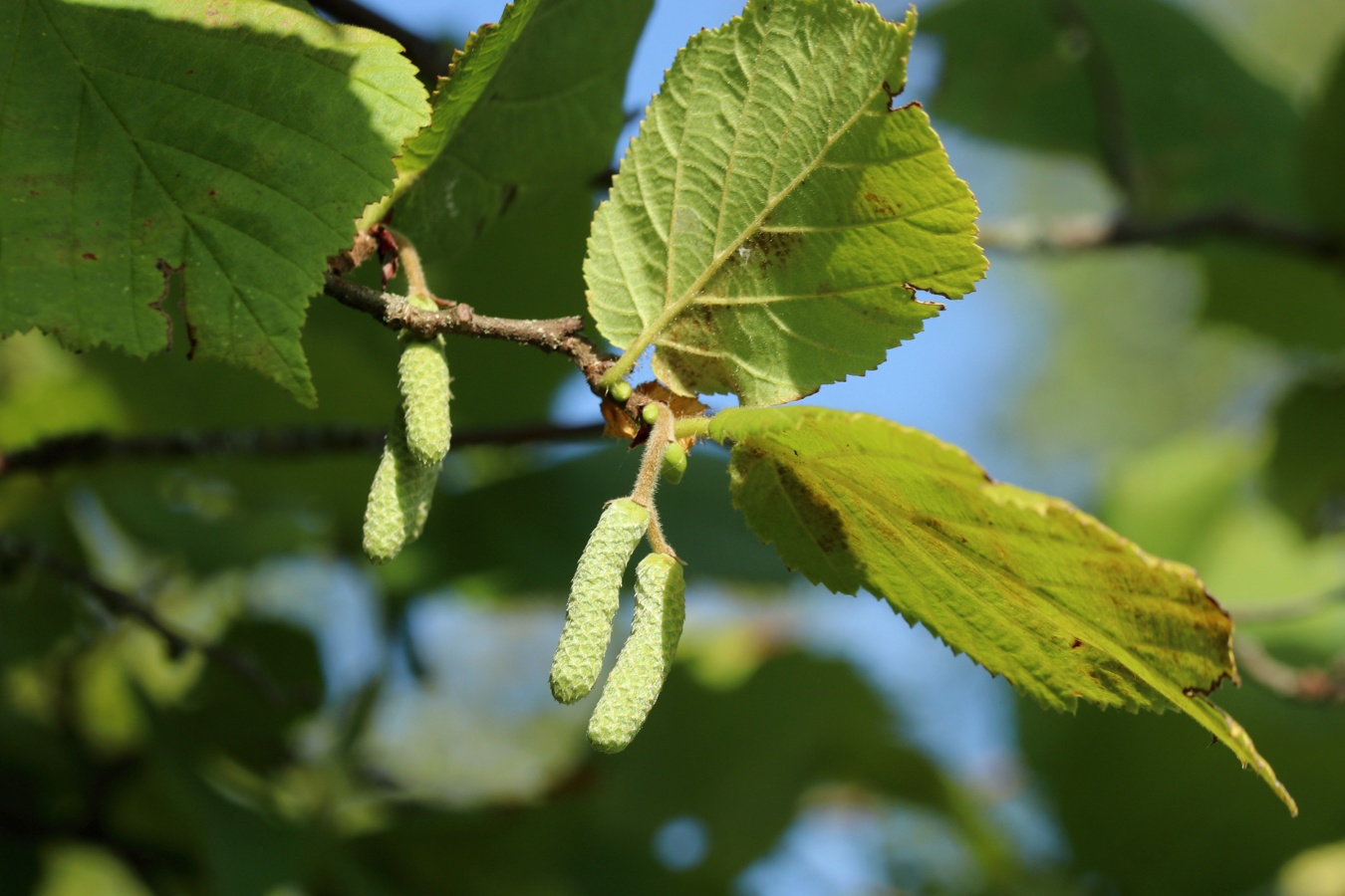 Image of Corylus avellana specimen.