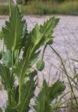 View full-size image Papaver somniferum