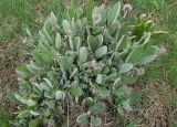 Смотреть изображение Solenanthus karateginus