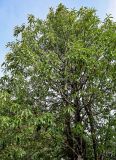 View full-size image Magnolia insignis