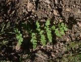 View full-size image Cystopteris fragilis