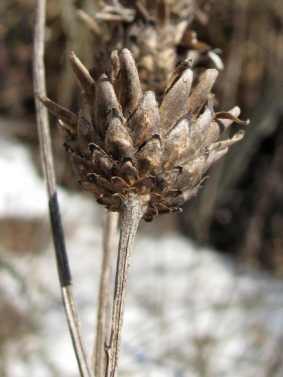 Image of Centaurea scabiosa specimen.