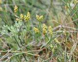 Смотреть изображение Ephedra distachya