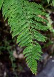 View full-size image Polystichum setiferum