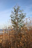 View full-size image Alnus glutinosa