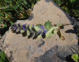 View full-size image Ajuga orientalis