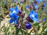 Смотреть изображение Anchusa pusilla