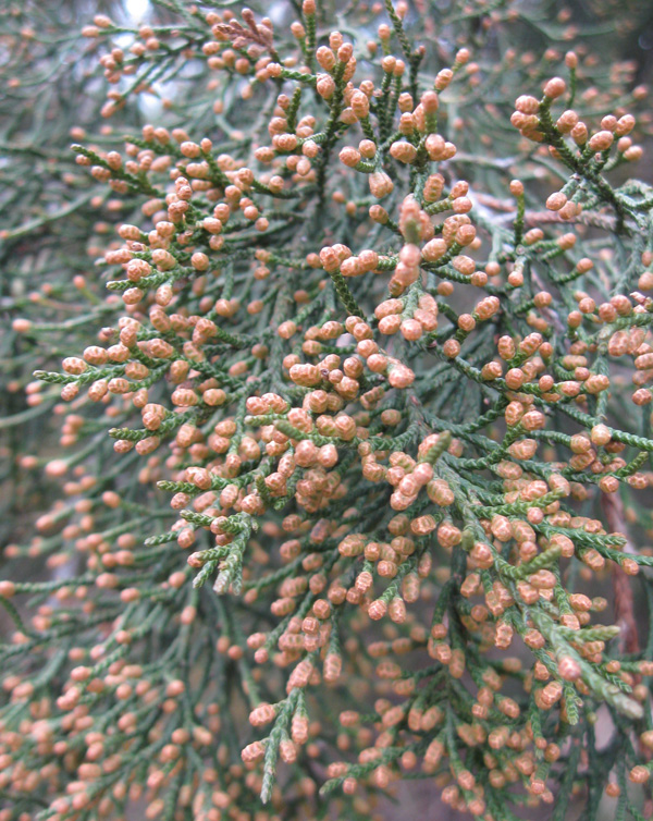 Изображение особи Juniperus virginiana.