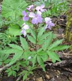 Cardamine quinquefolia. Цветущее растение. Адыгея, р-н Азишского пер., выс. 1500 н.у.м. 13.05.2011.