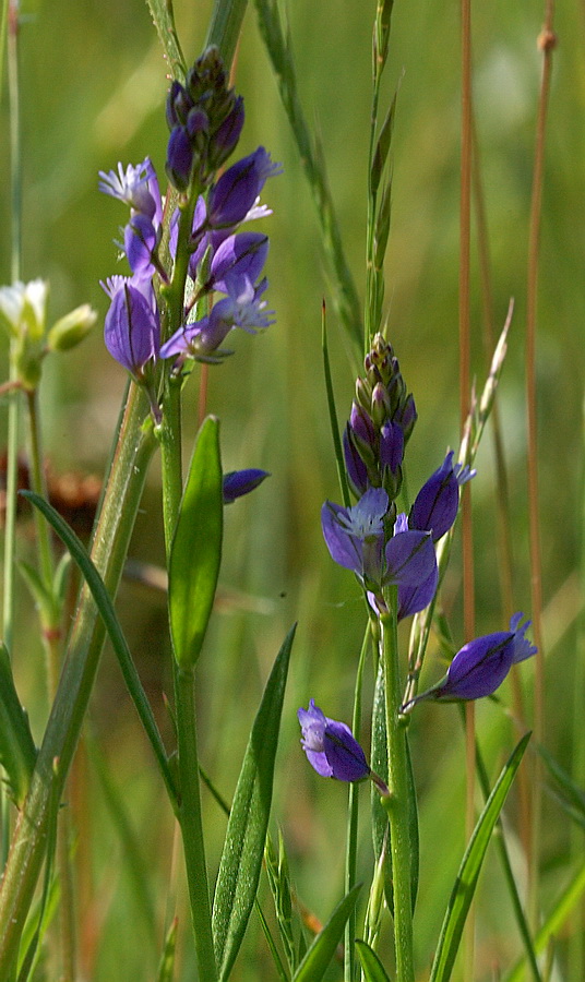 Image of Polygala vulgaris specimen.