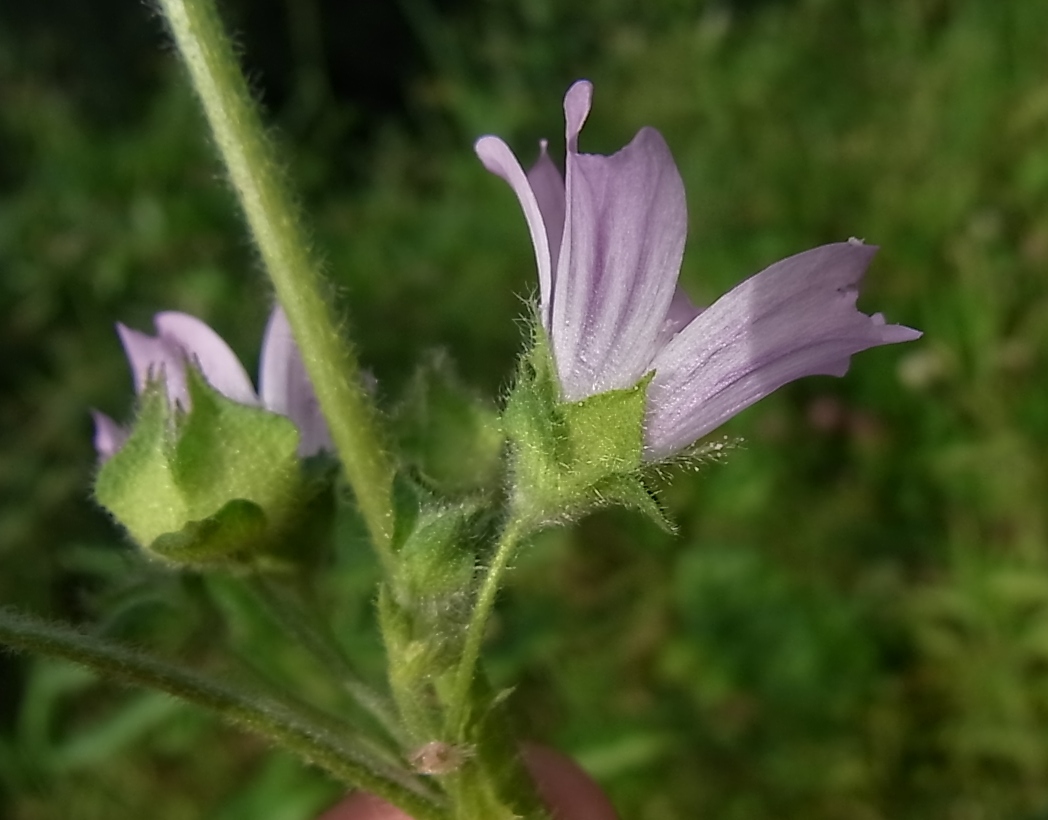 Изображение особи Malva sylvestris.