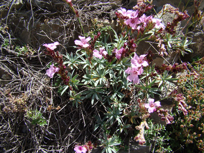 Image of Acantholimon karadarjense specimen.