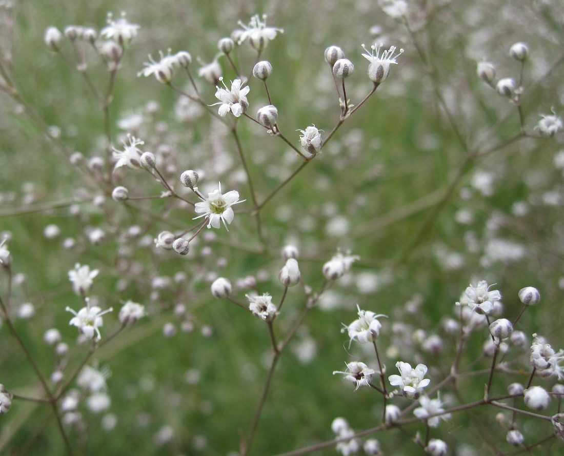 Изображение особи Gypsophila paniculata.