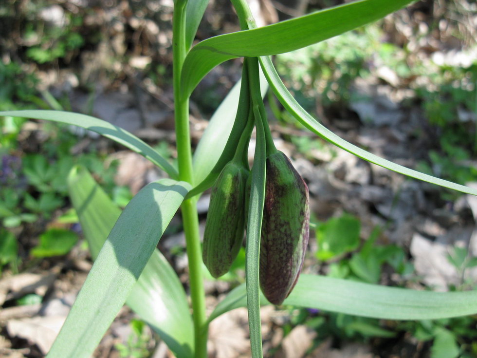 Изображение особи Fritillaria grandiflora.