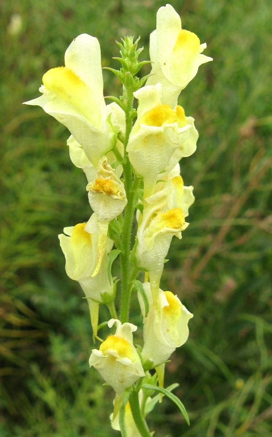 Image of Linaria vulgaris specimen.