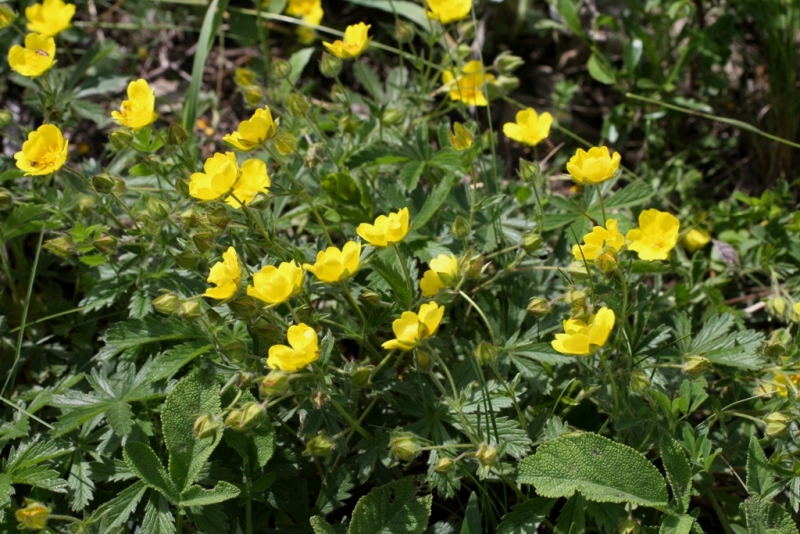 Image of Potentilla sphenophylla specimen.