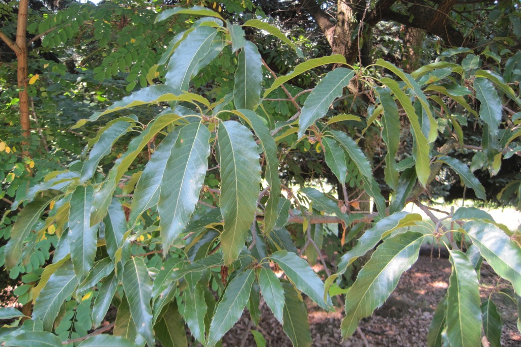 Image of Quercus acutissima specimen.