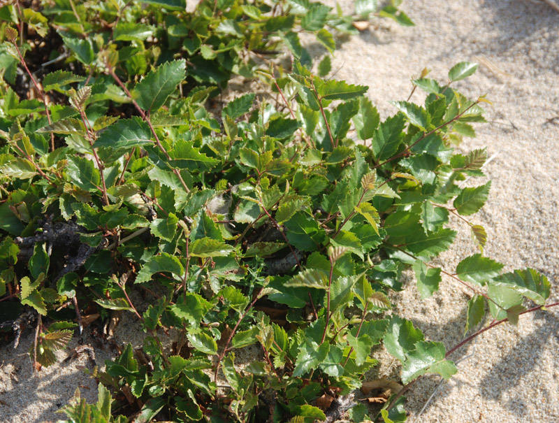 Image of Betula fusca specimen.