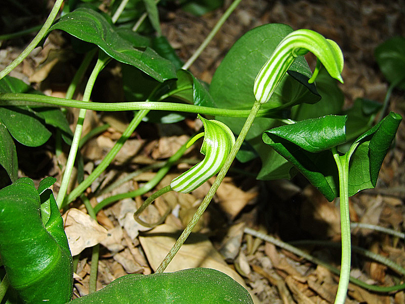 Image of Arisarum vulgare specimen.