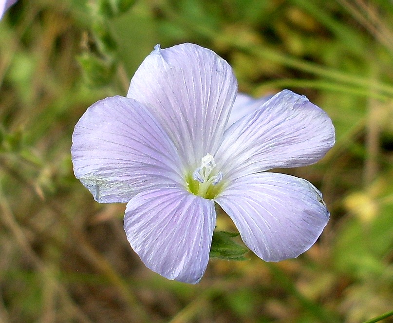 Image of Linum hirsutum specimen.