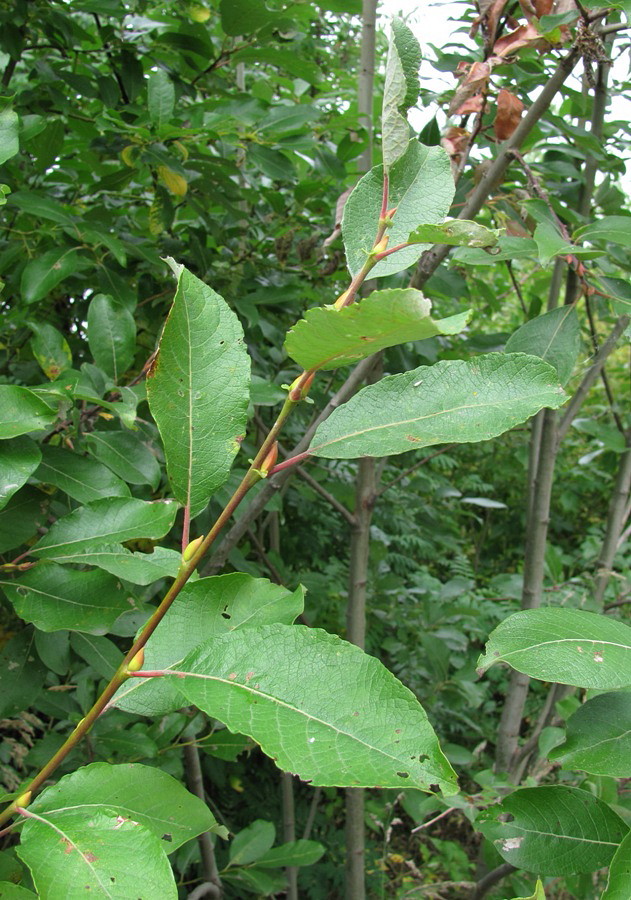 Image of Salix caprea specimen.