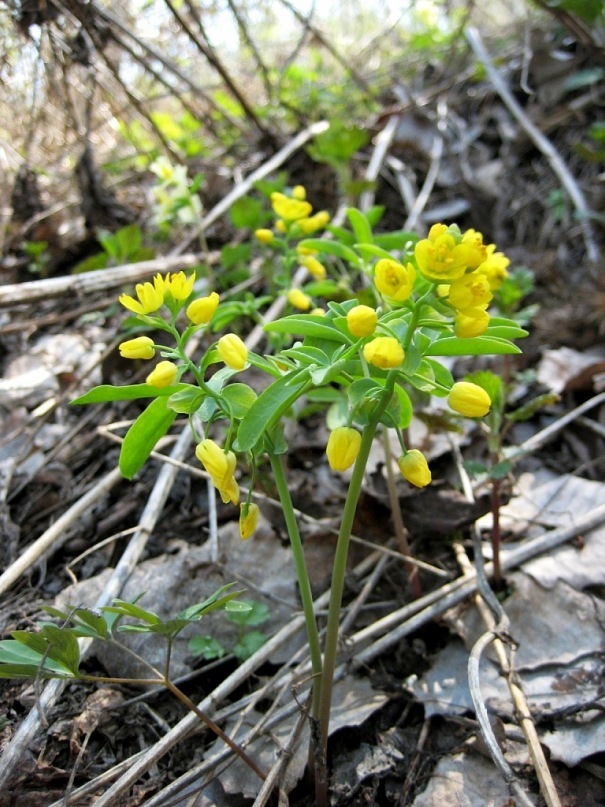 Изображение особи Gymnospermium altaicum.