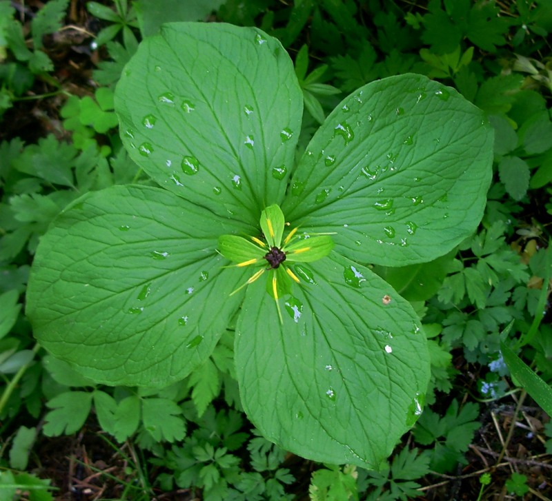 Image of Paris quadrifolia specimen.