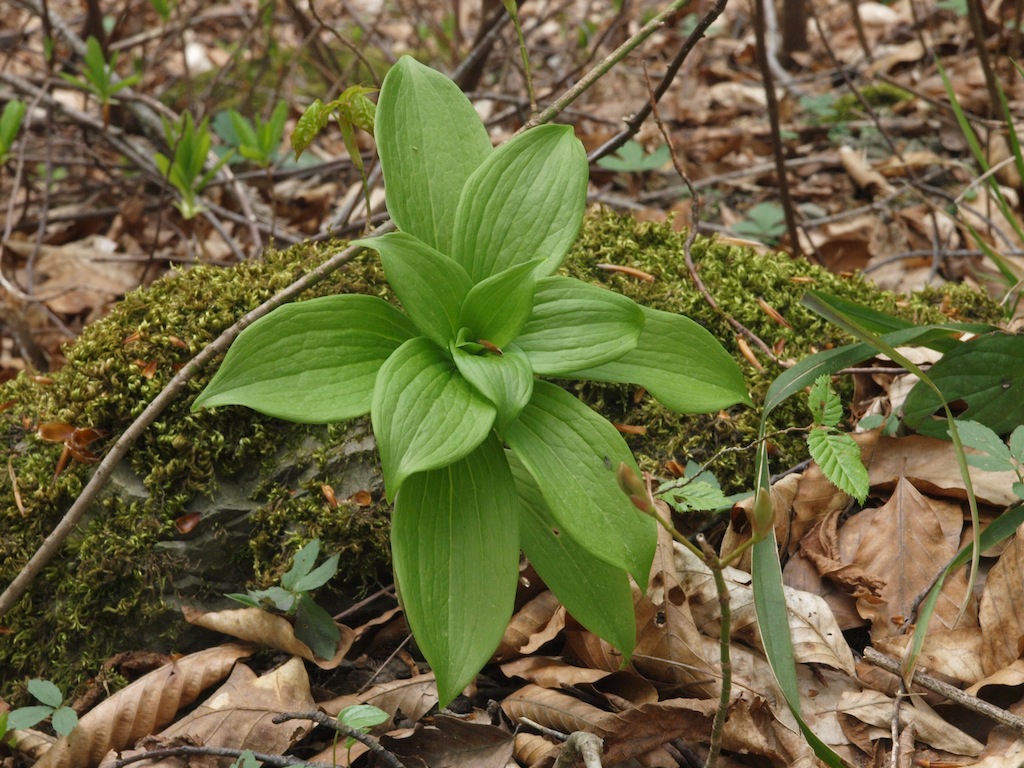 Image of Lilium caucasicum specimen.